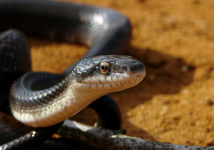 Black rat snake