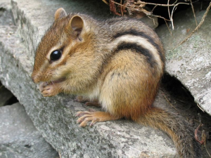 Eastern chipmunk