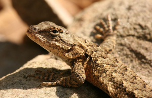 Eastern fence lizard