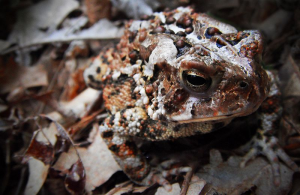 Fowler's toad