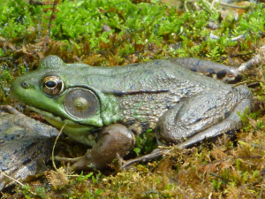 Green frog