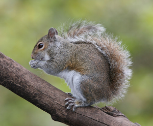 Grey squirrel