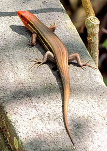 Southern five-lined skink