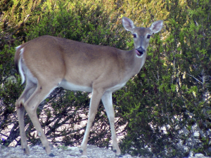 Whitetail Deer