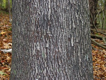 Pignut Hickory Bark
